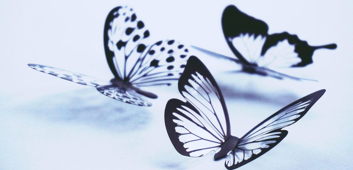 butterflies-1913226